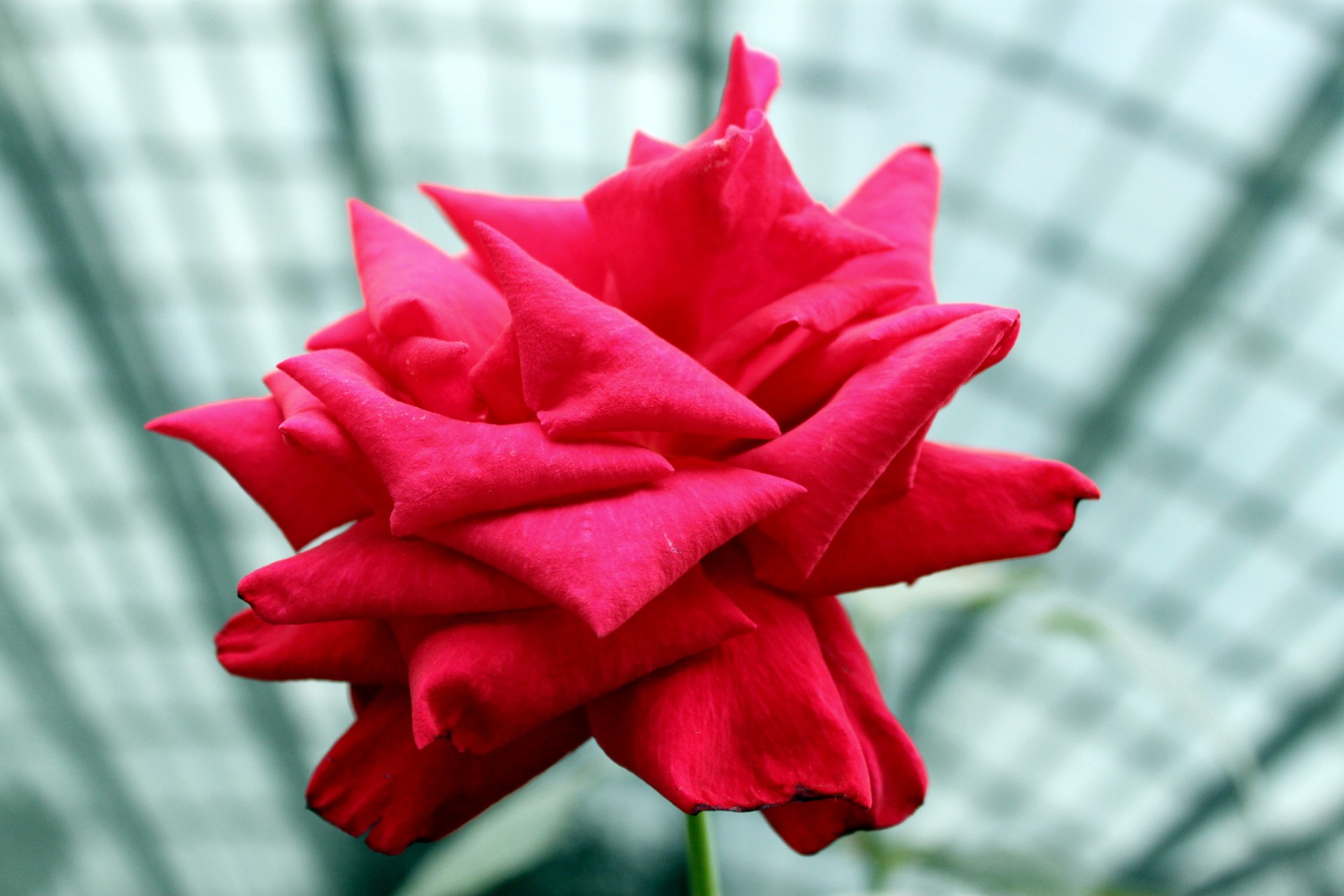 red rose flower free photo