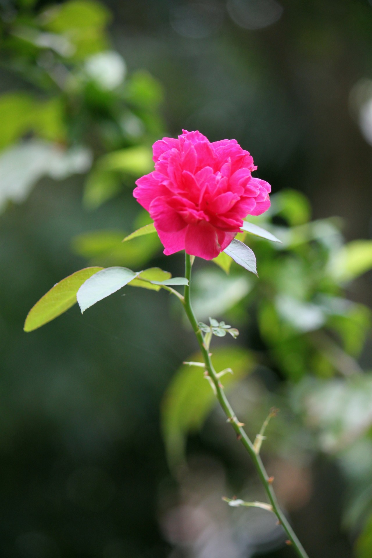 red rose flower free photo