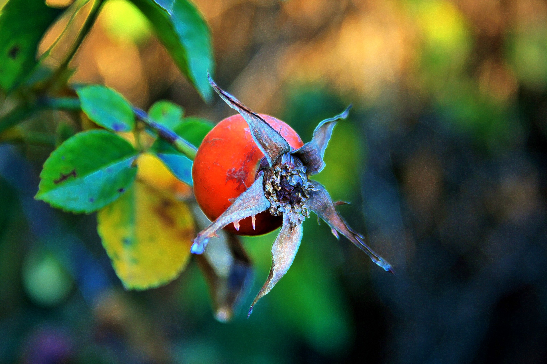 rose apple rose hip red free photo