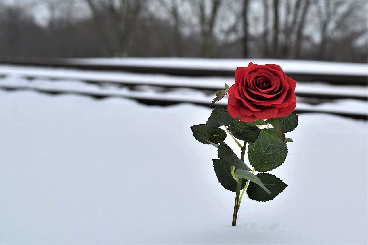 red rose in snow love symbol railway free photo