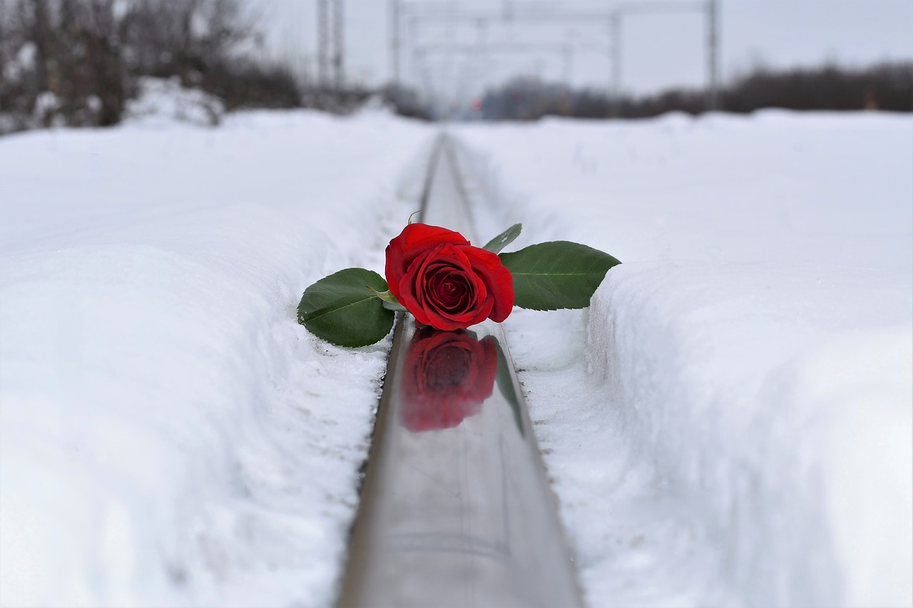 red rose in snow love symbol lost love free photo