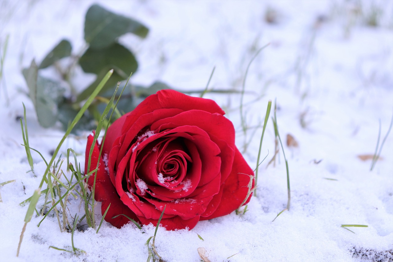 red rose in snow  grass  love symbol free photo