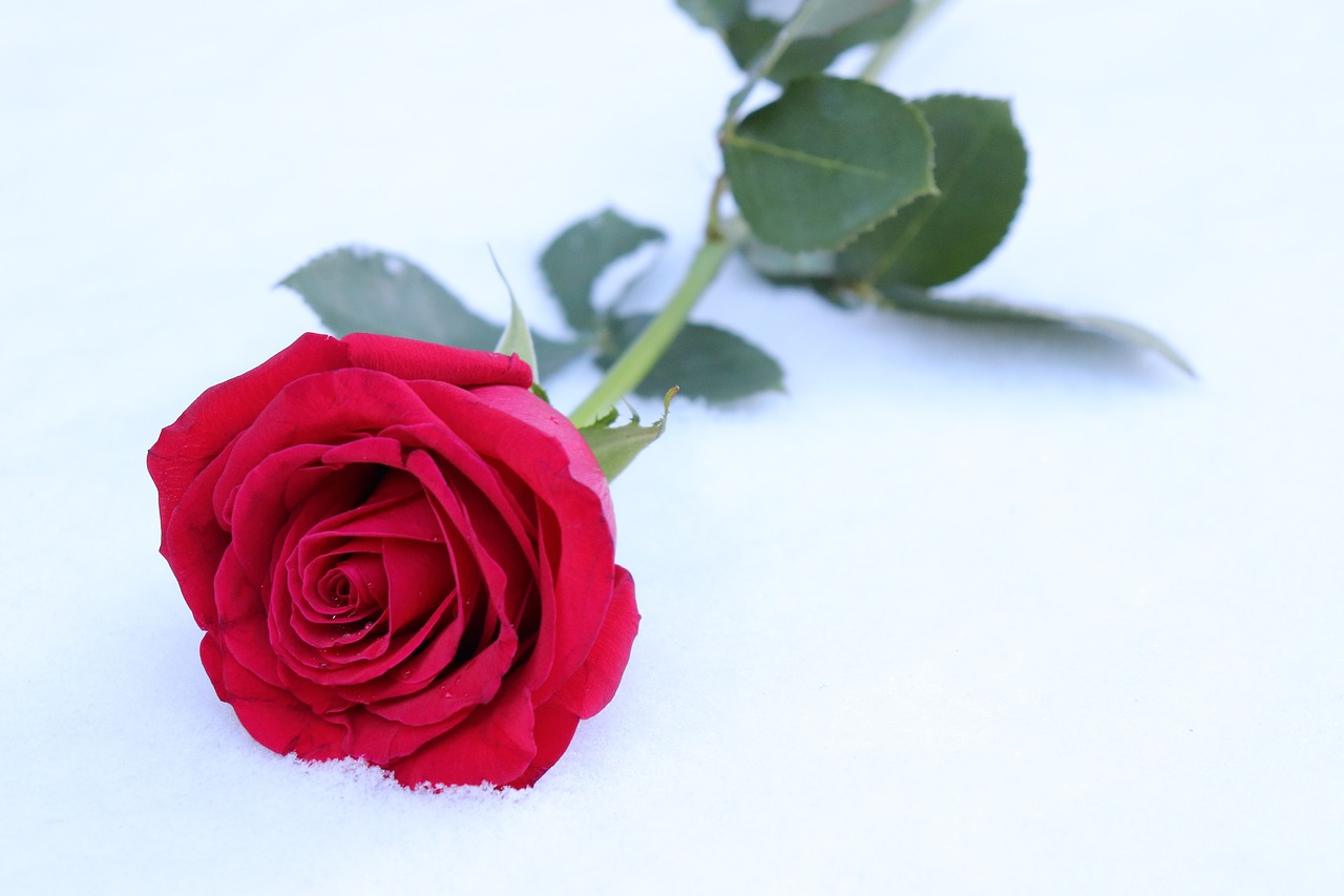 red rose in snow  winter  romantic free photo