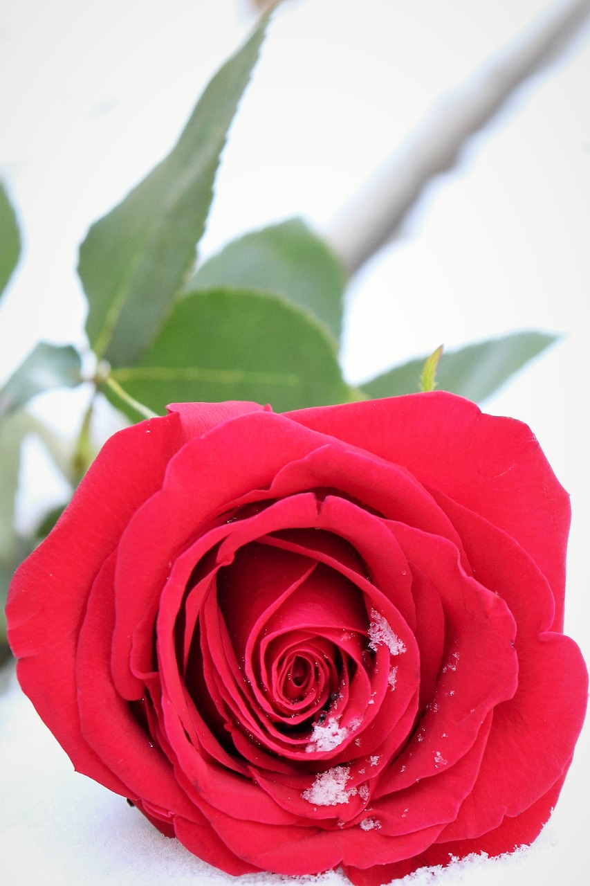 red rose in snow  winter  romantic free photo