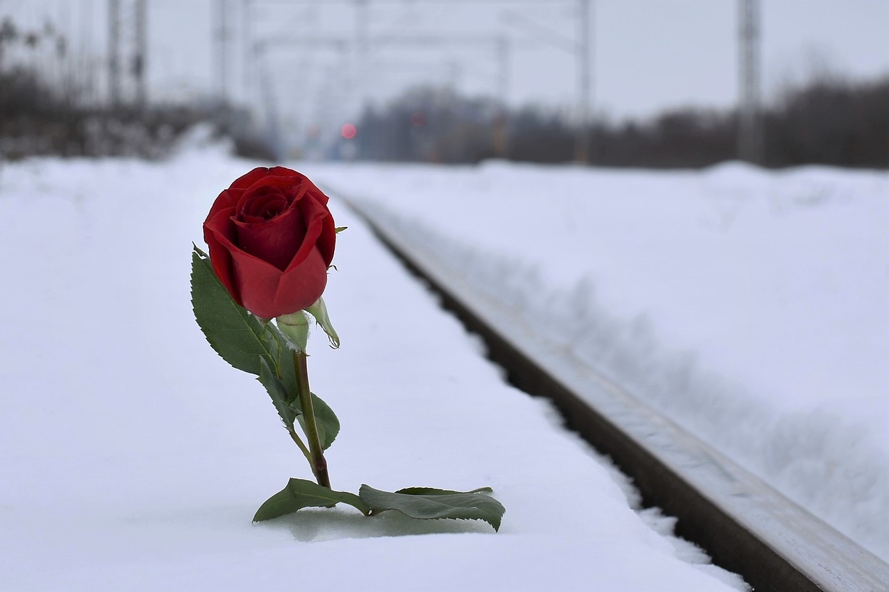 red rose in snow  lost love  grieving boyfriend free photo