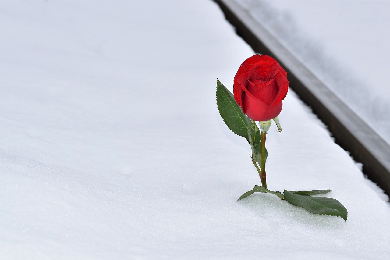 red rose in snow  winter  railway free photo
