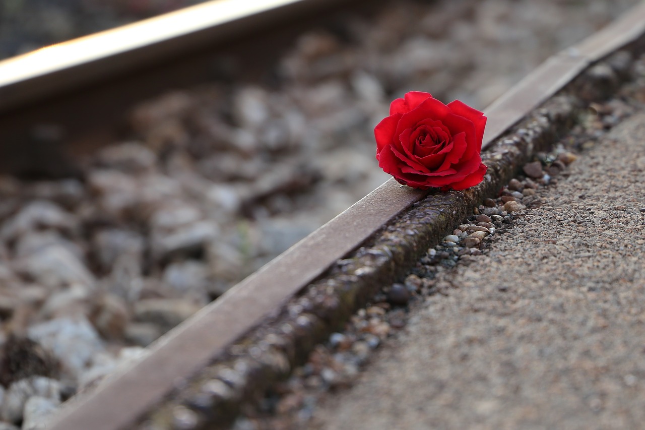 red rose near rail  remembering all victims  of suicide on rail free photo