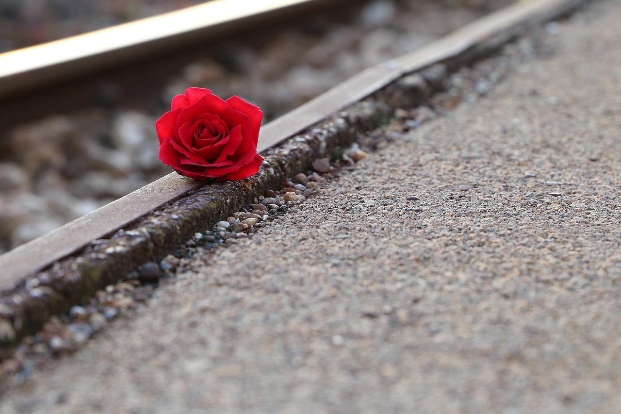 red rose near rail  remembering all victims  of suicide on rail free photo