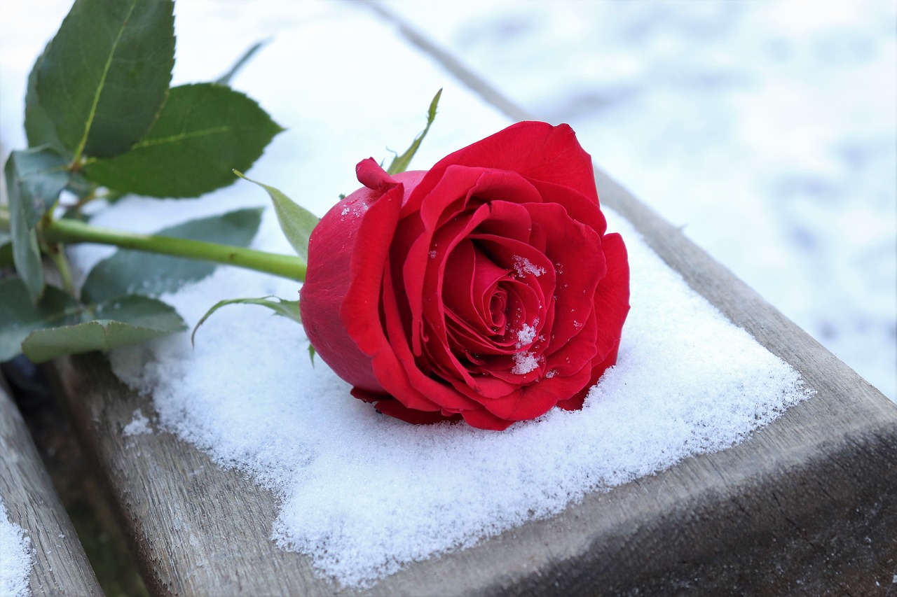 red rose on bench  love symbol  snow free photo