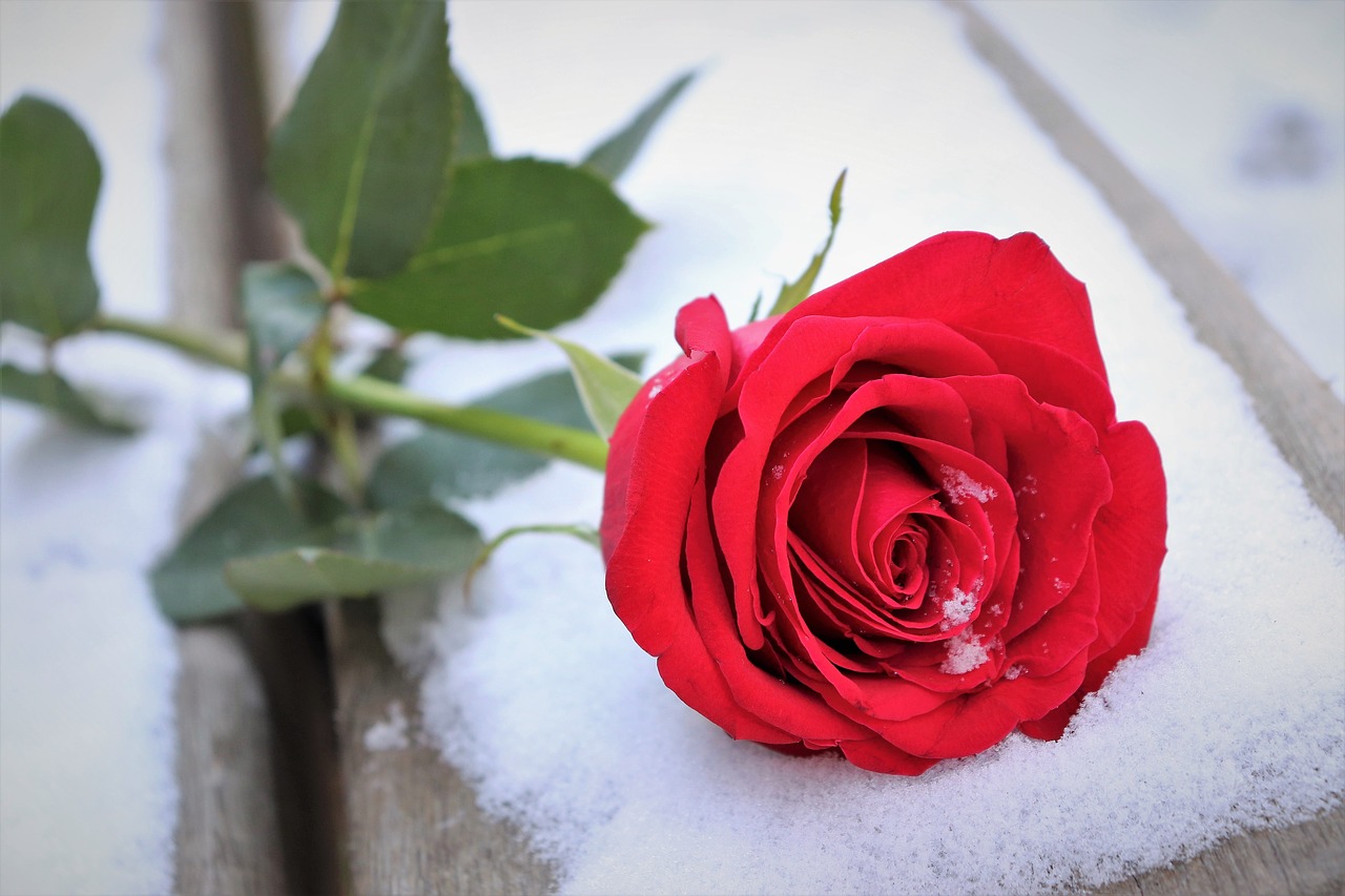 red rose on bench  love symbol  snow free photo