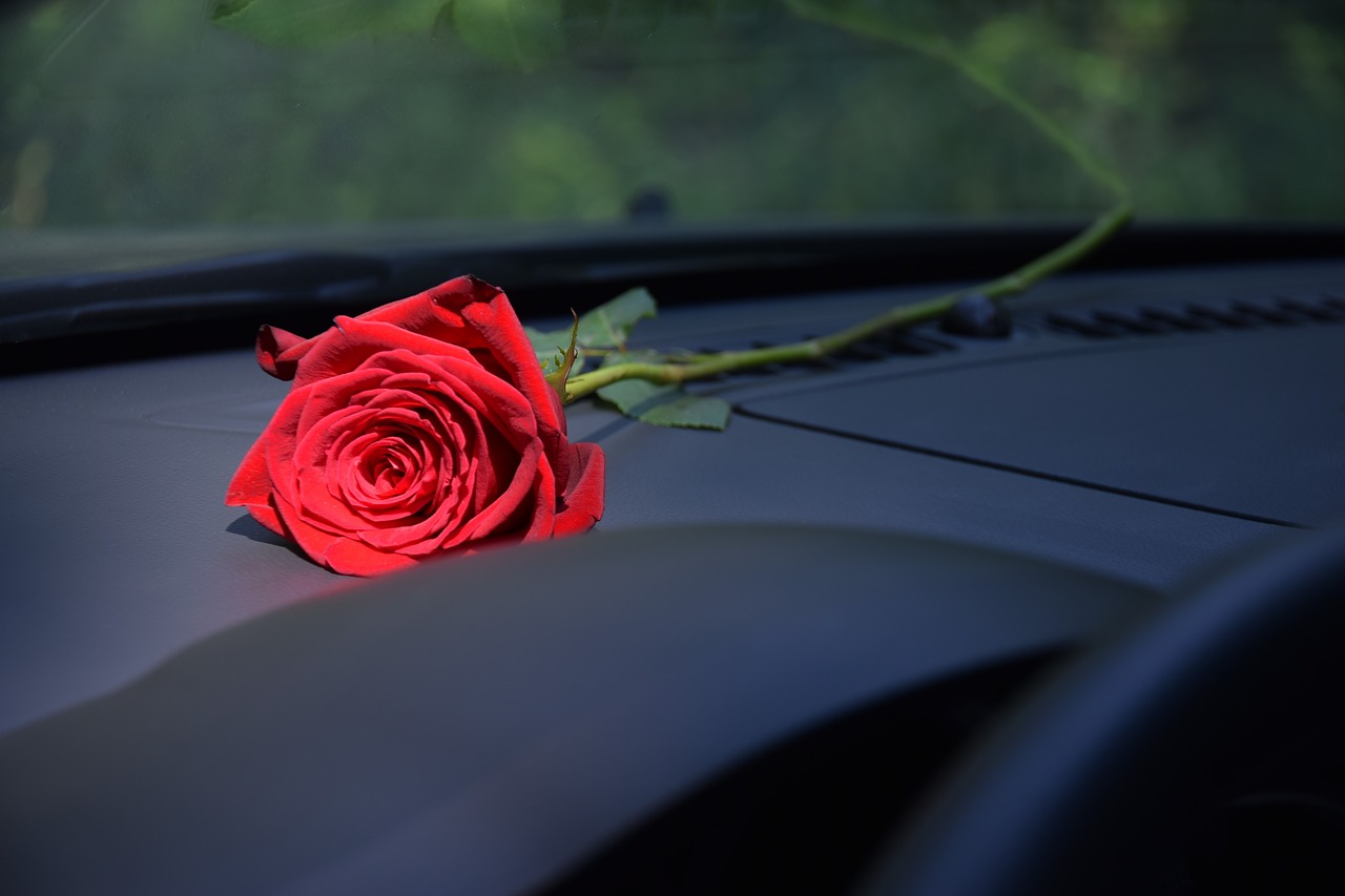 red rose on car dashboard  sun ray  natural light free photo