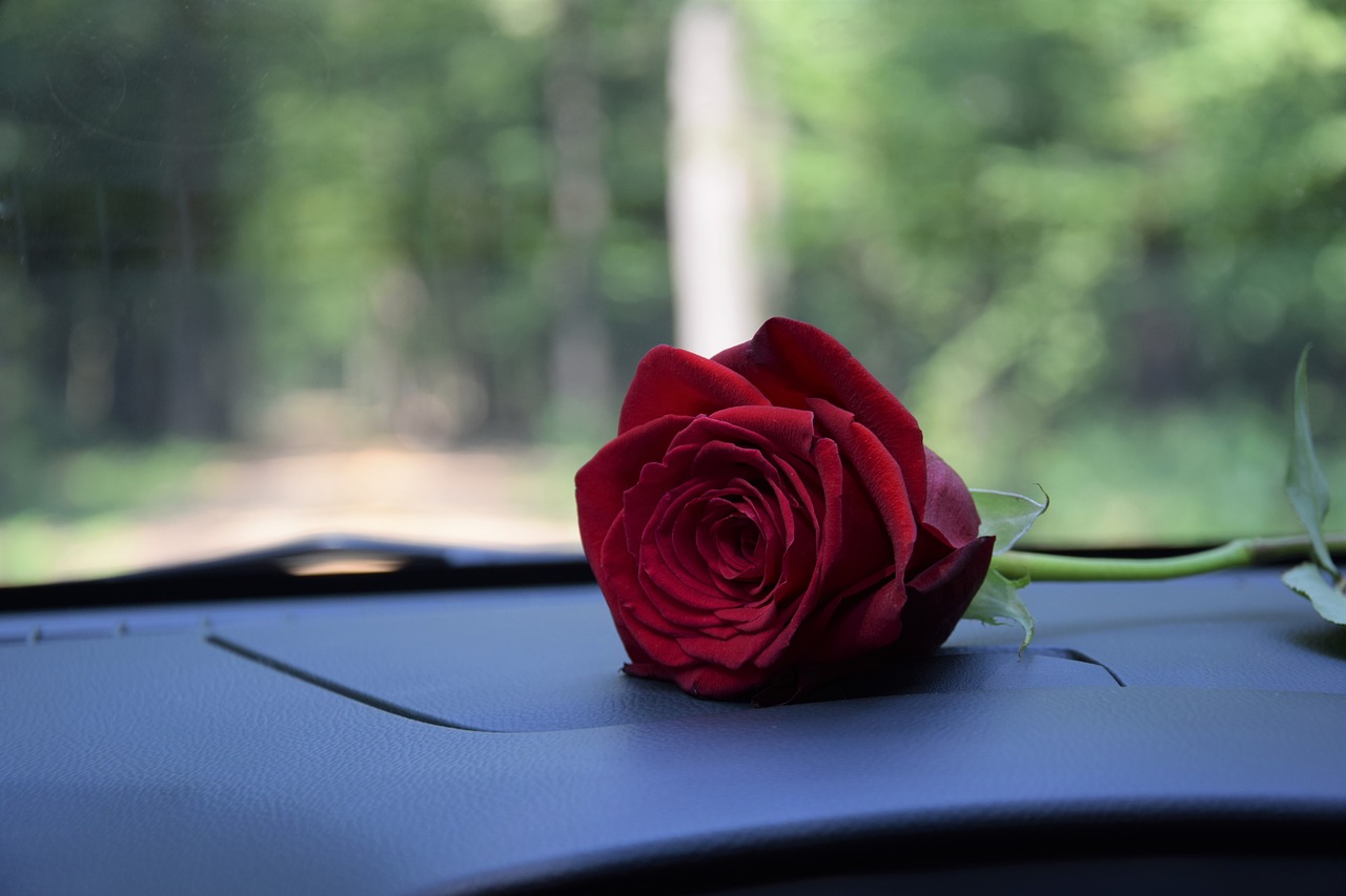 red rose on car dashboard  love  romantic free photo