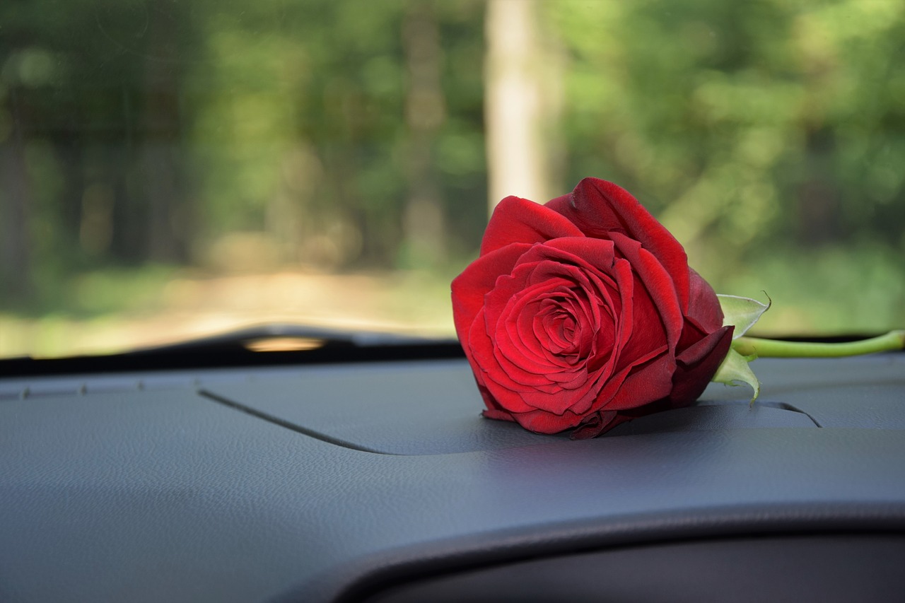 red rose on car dashboard  love  romantic free photo