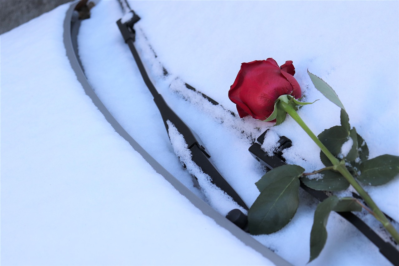 red rose on car windscreen  winter  romantic free photo