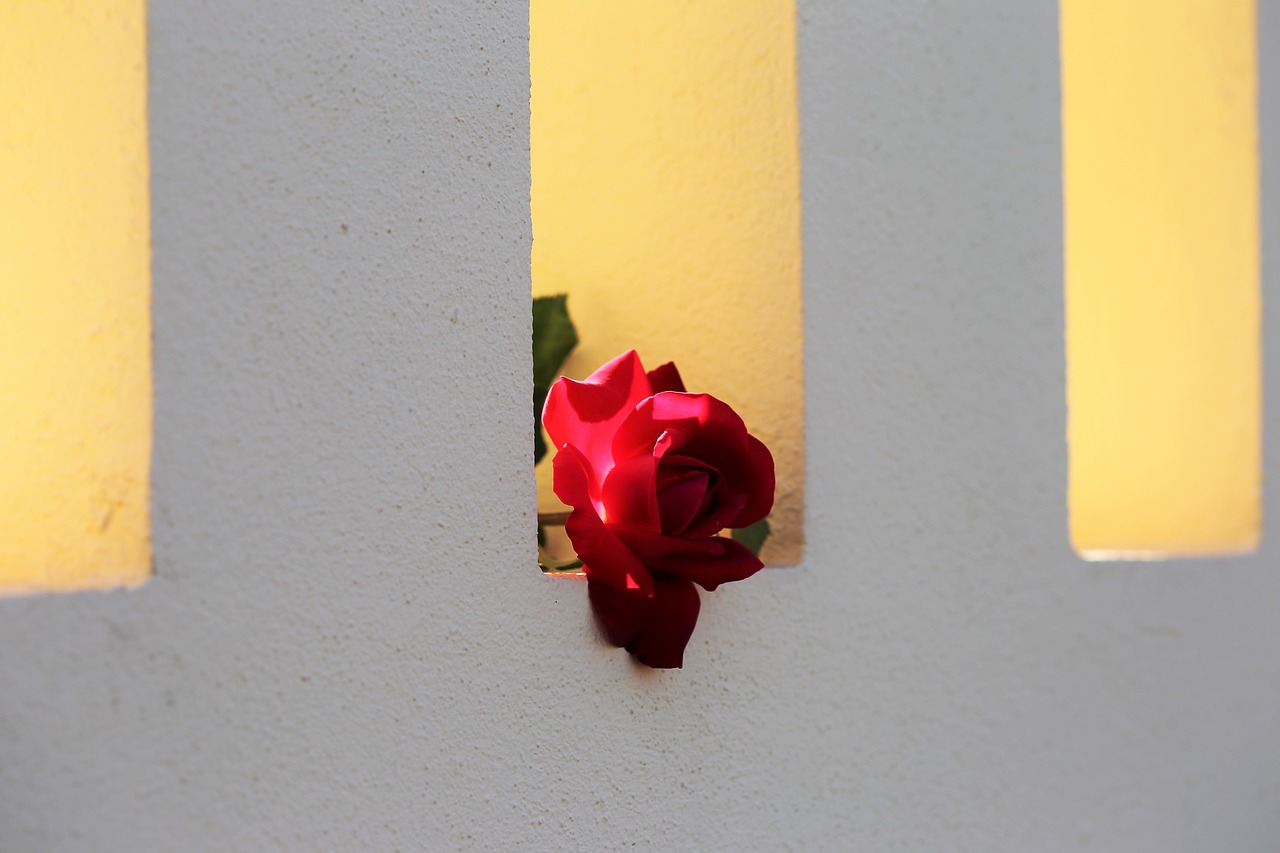 red rose on fence window love symbol backlight free photo