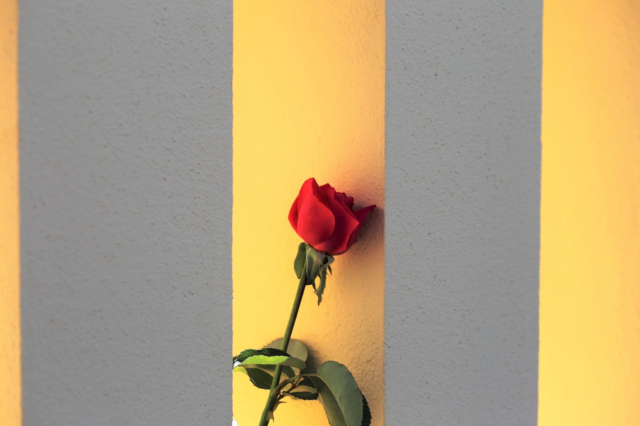 red rose on fence window romantic traditional free photo