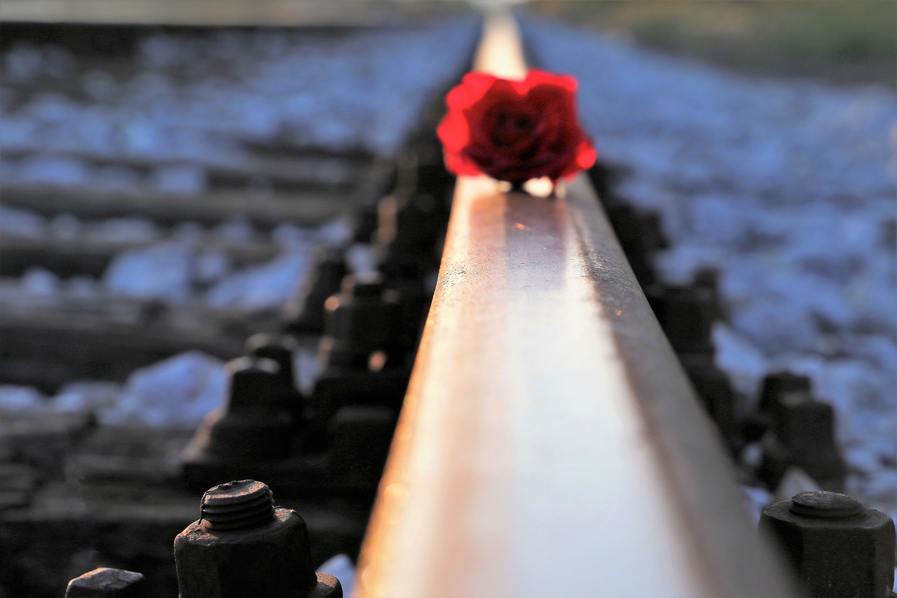 red rose on rail  backlight  reflection free photo