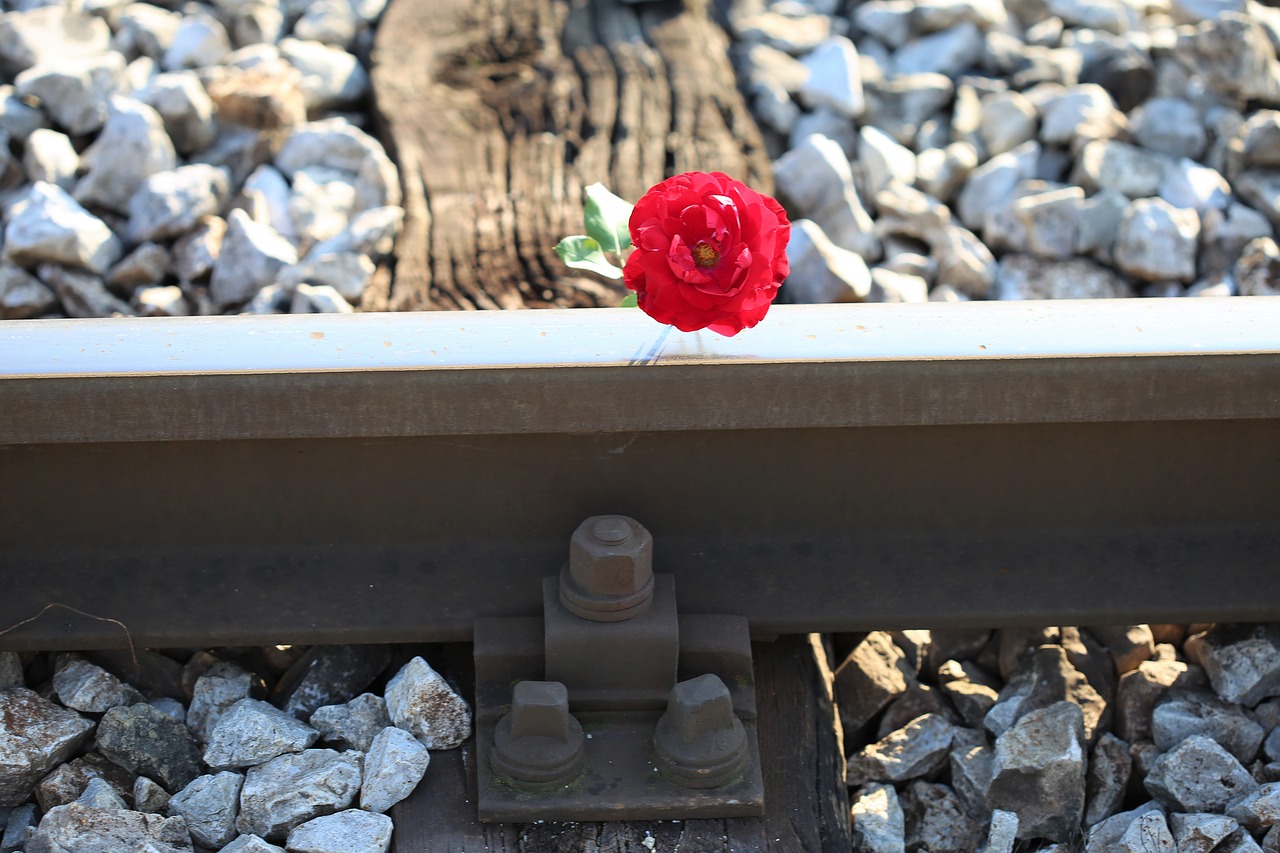 red rose on railway crossing accident drive carefully free photo