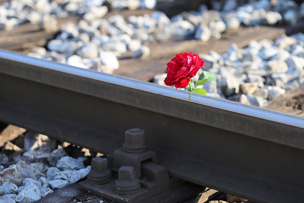 red rose on railway crossing tragedy drive carefully free photo