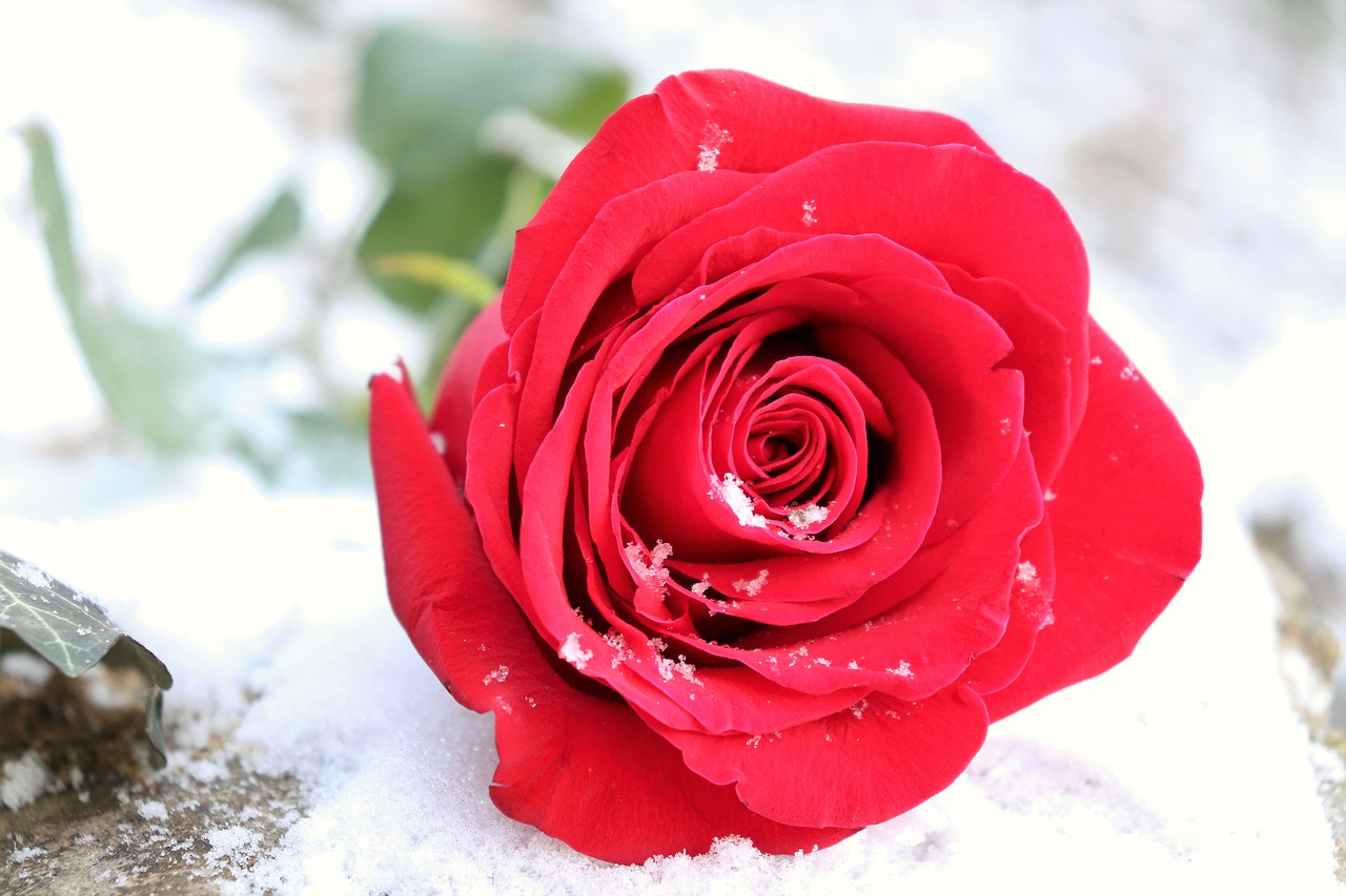 red rose on stone  love symbol  snow free photo