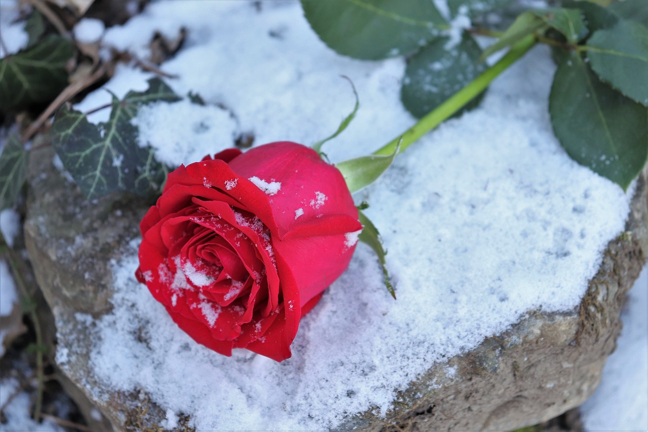 red rose on stone  love symbol  snow free photo