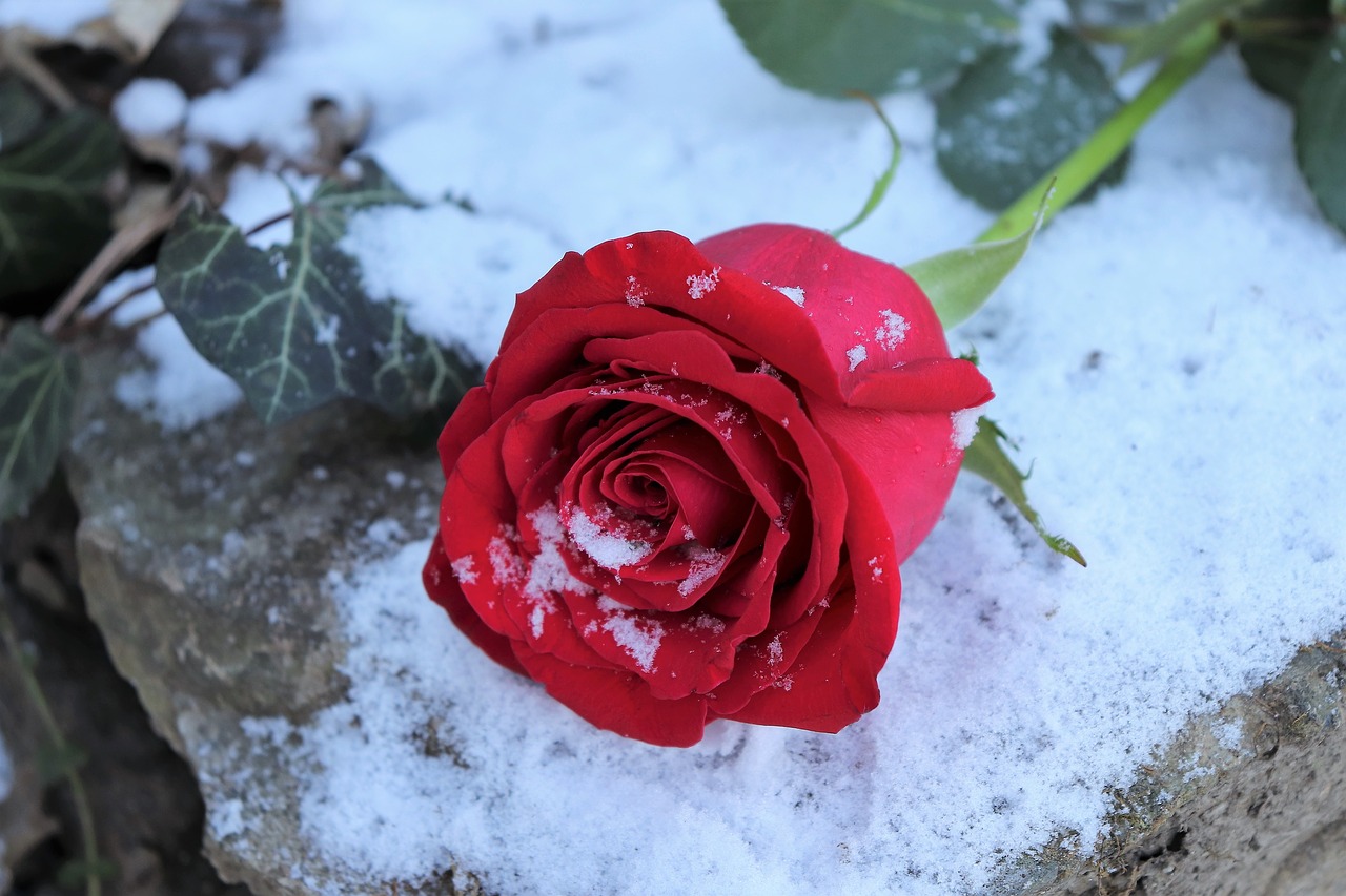 red rose on stone  love symbol  snow free photo