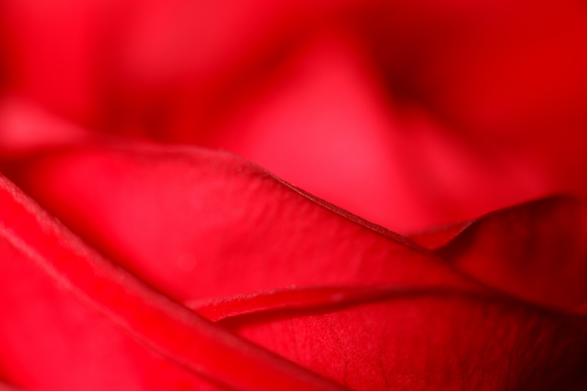 rose petals red free photo