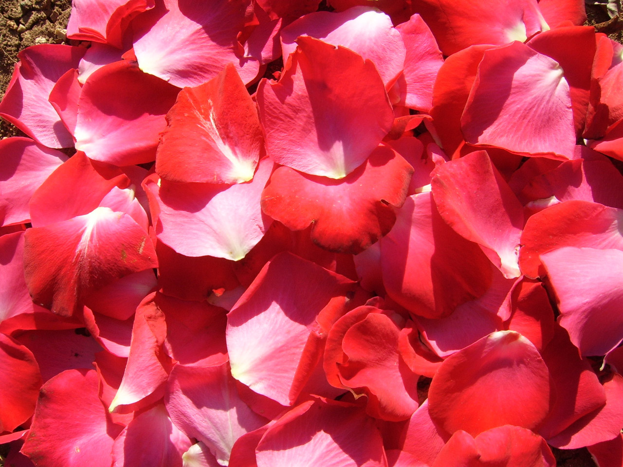 red rose petals free photo