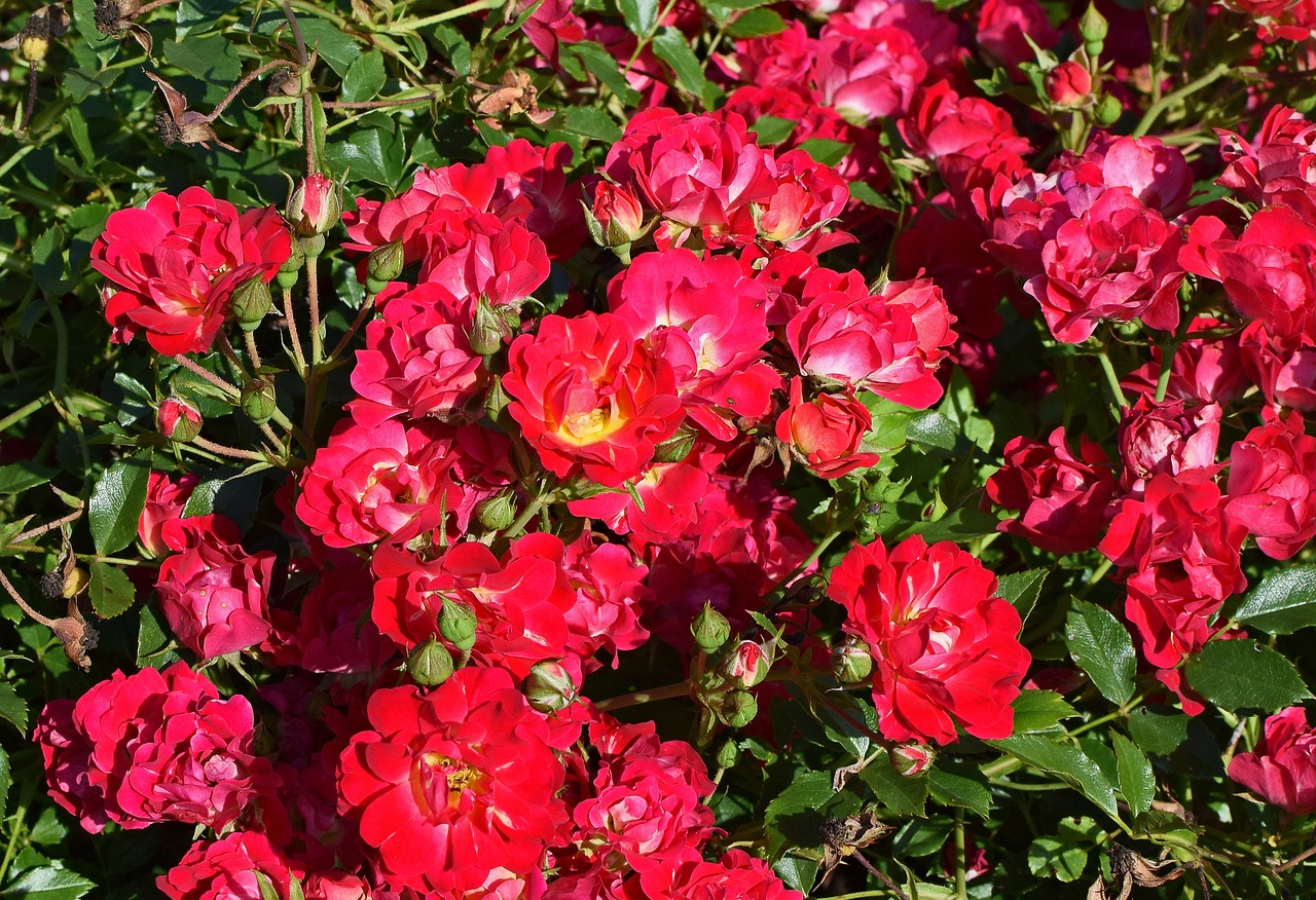 red rose shrub rose flower free photo