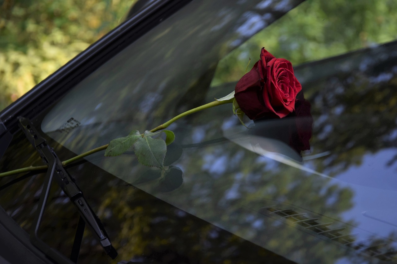 red rose under car glass wiper  love  romantic free photo
