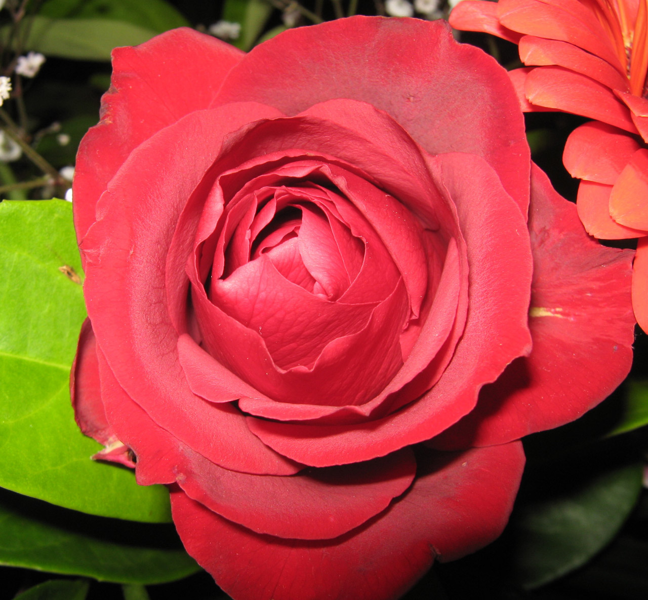 rose flower red free photo