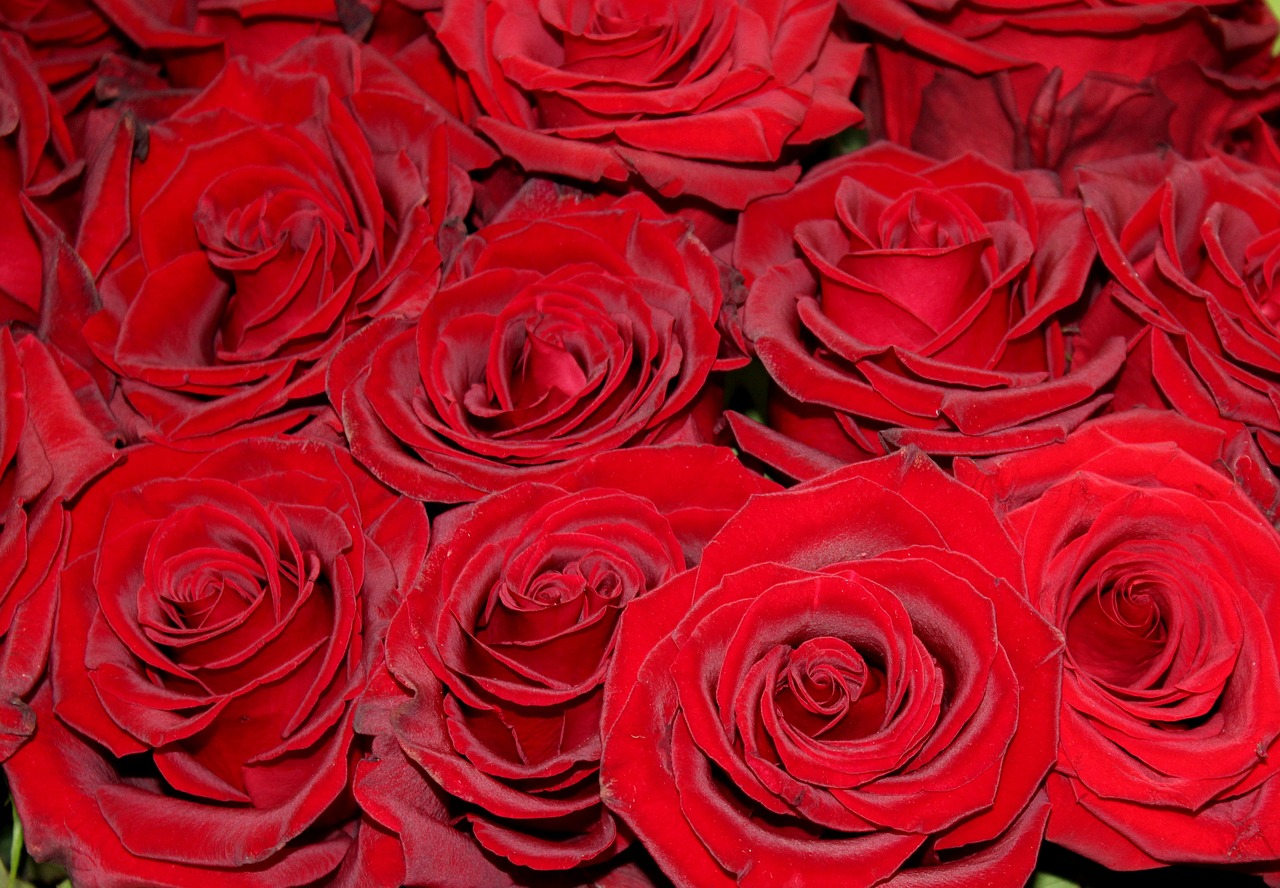 red roses roses red free photo