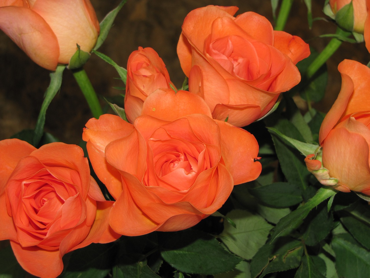 red roses bunch bay free photo