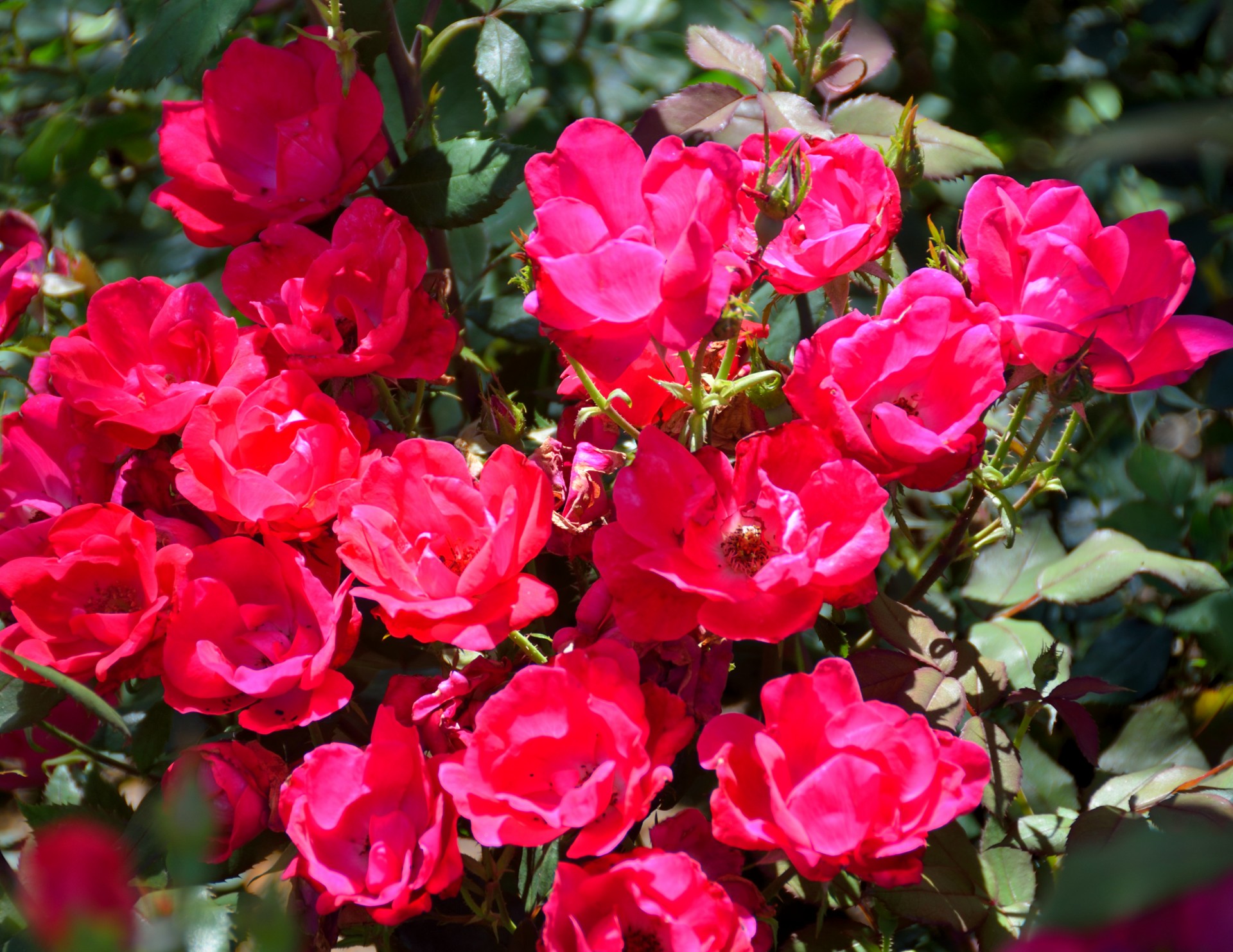 rose red gardening free photo