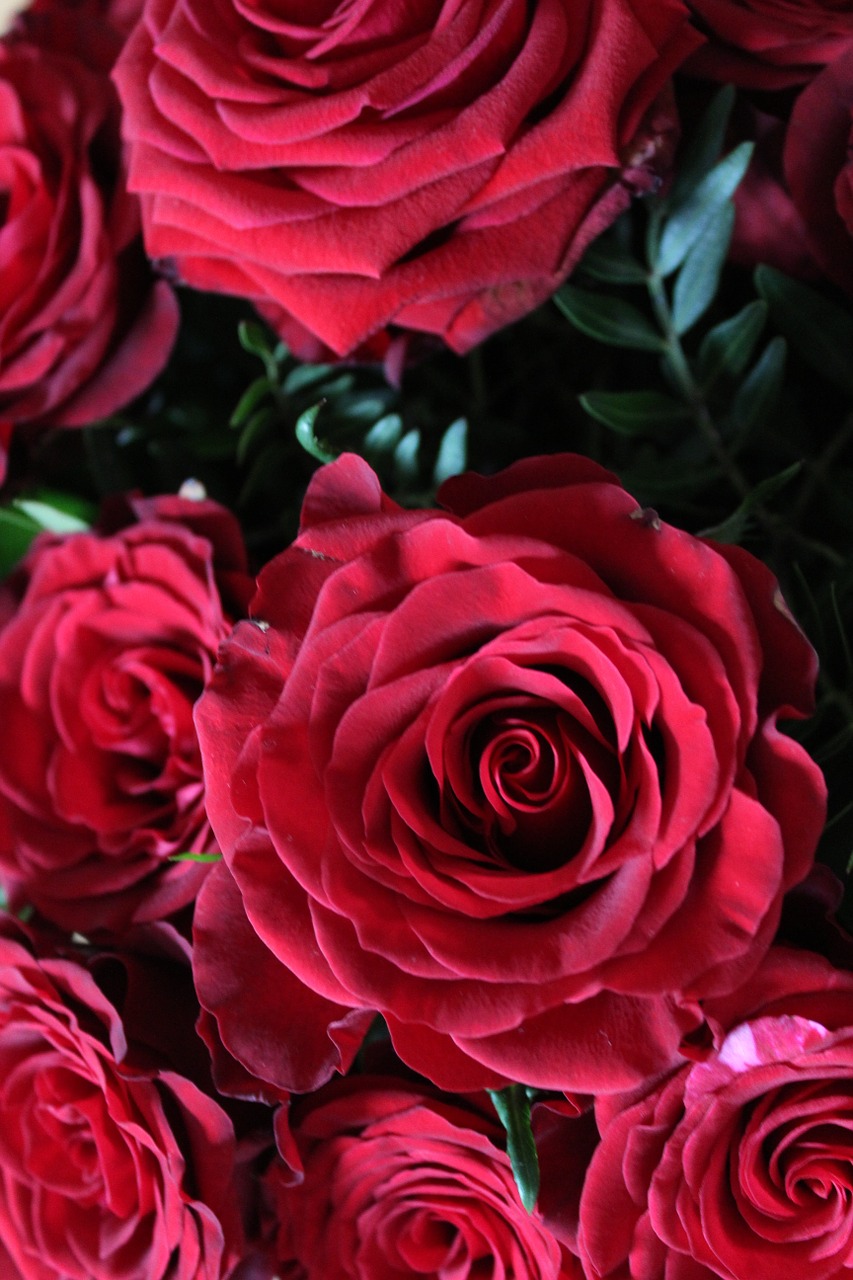 red roses background red free photo