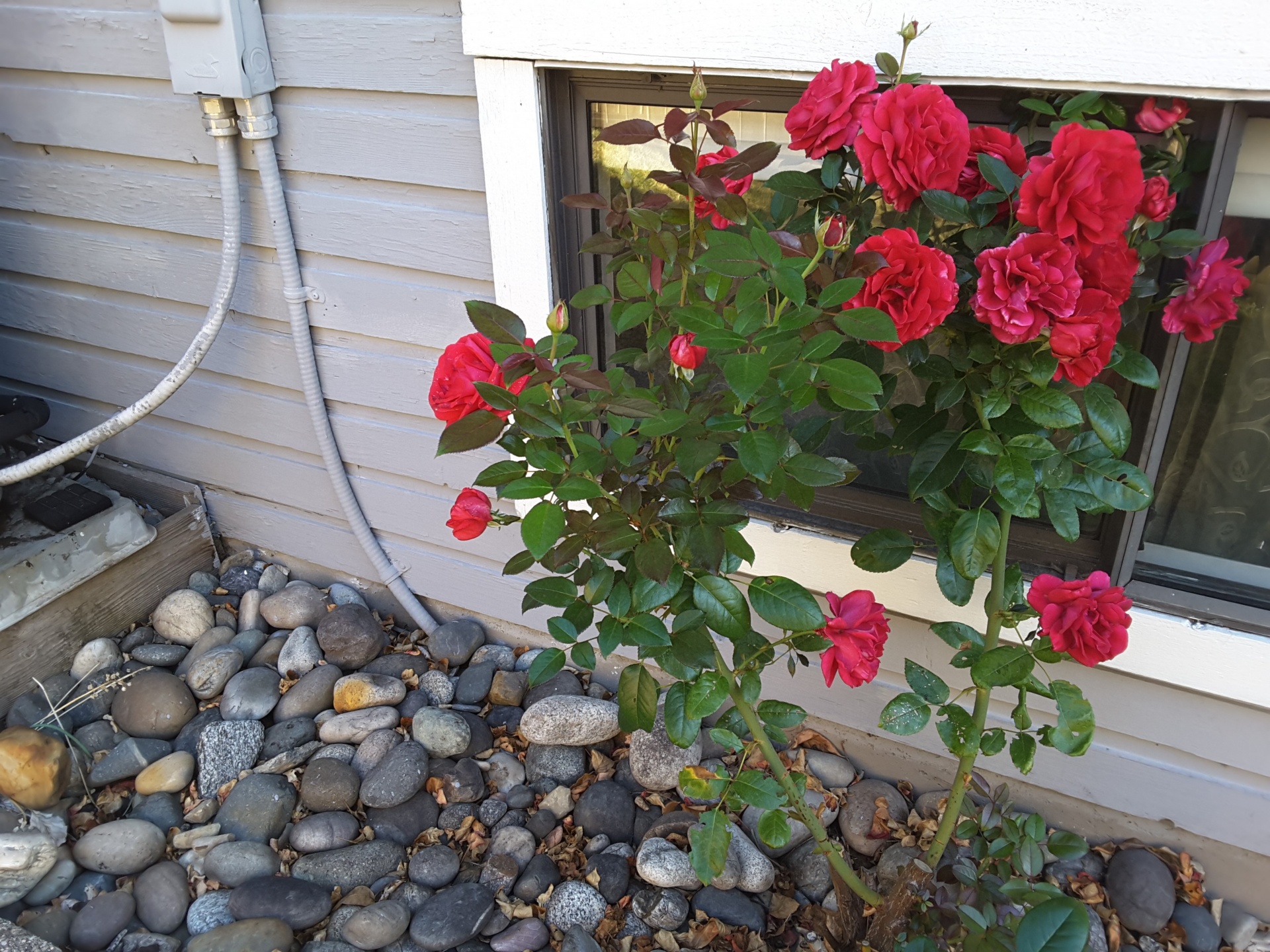 photo red roses free photo