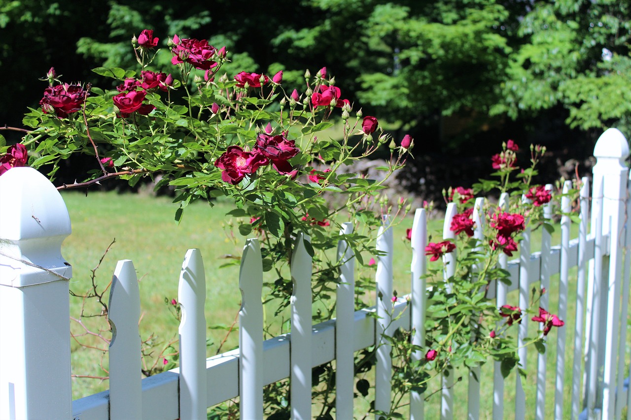 red roses scent of roses white fence free photo
