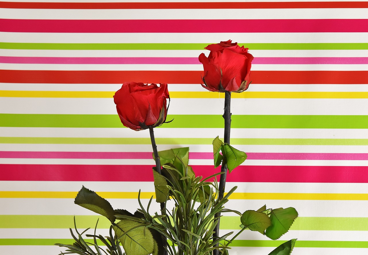 red roses colorful flowers free photo