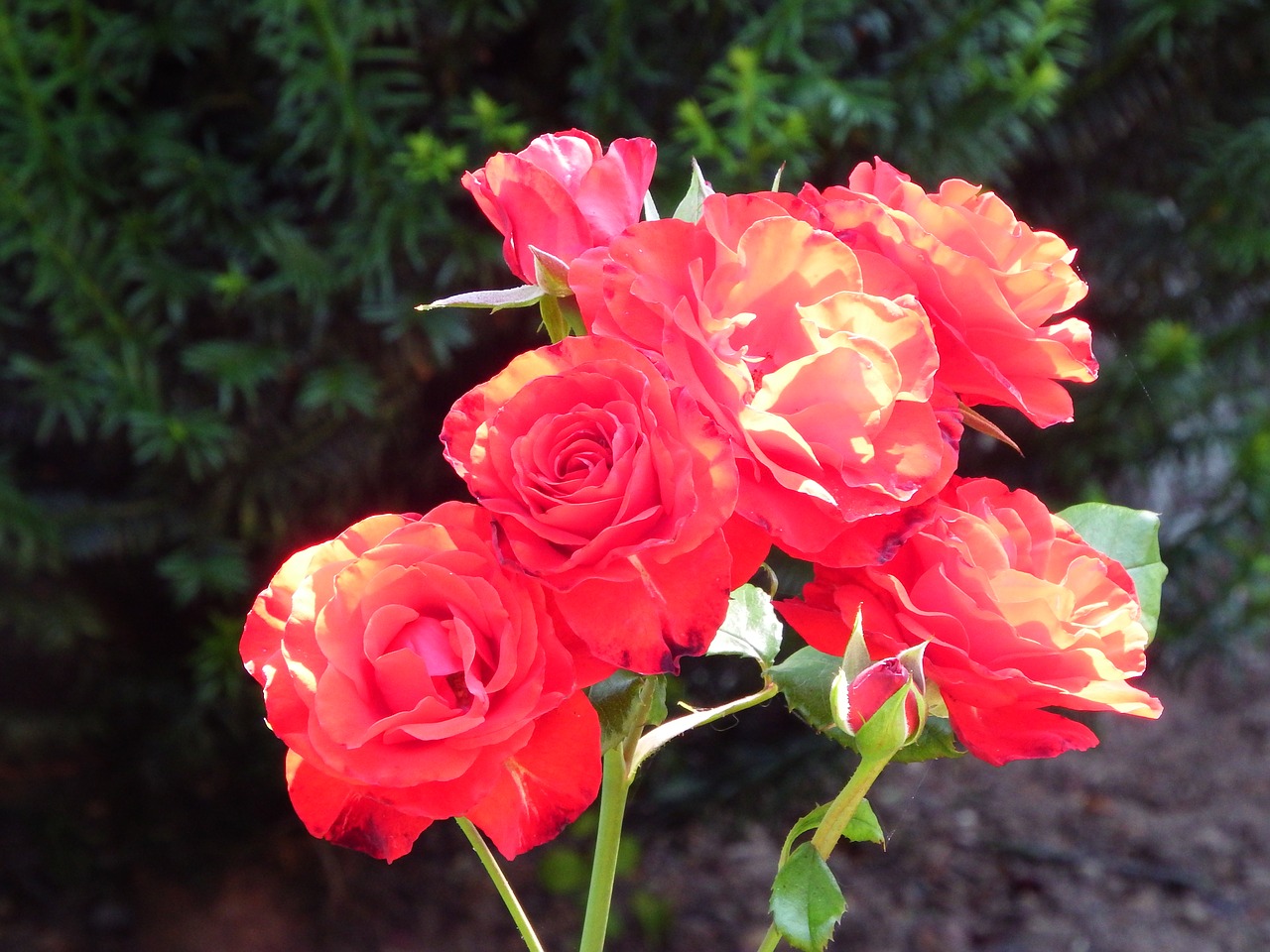 red roses flowers plants free photo