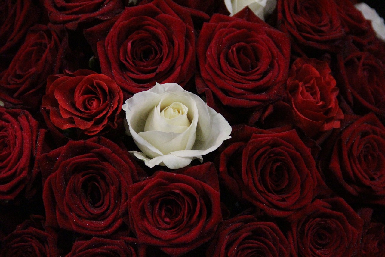 red roses red red rose free photo