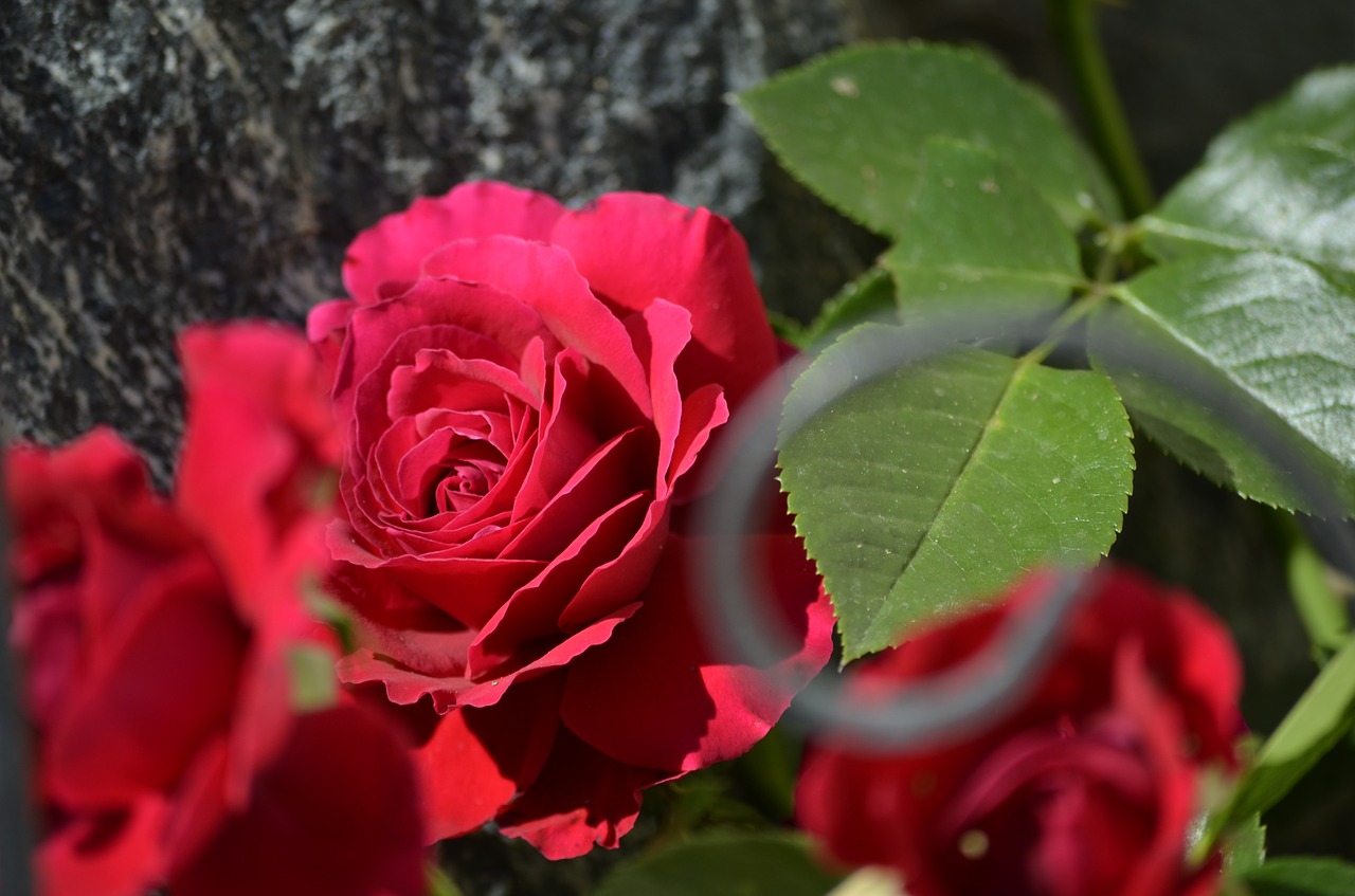 red roses roses flowers free photo