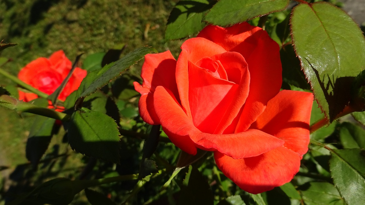 red roses rose red free photo