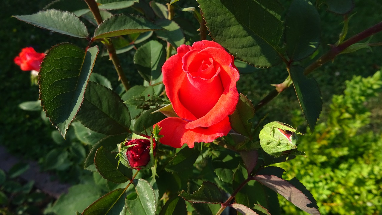 red roses rose red free photo