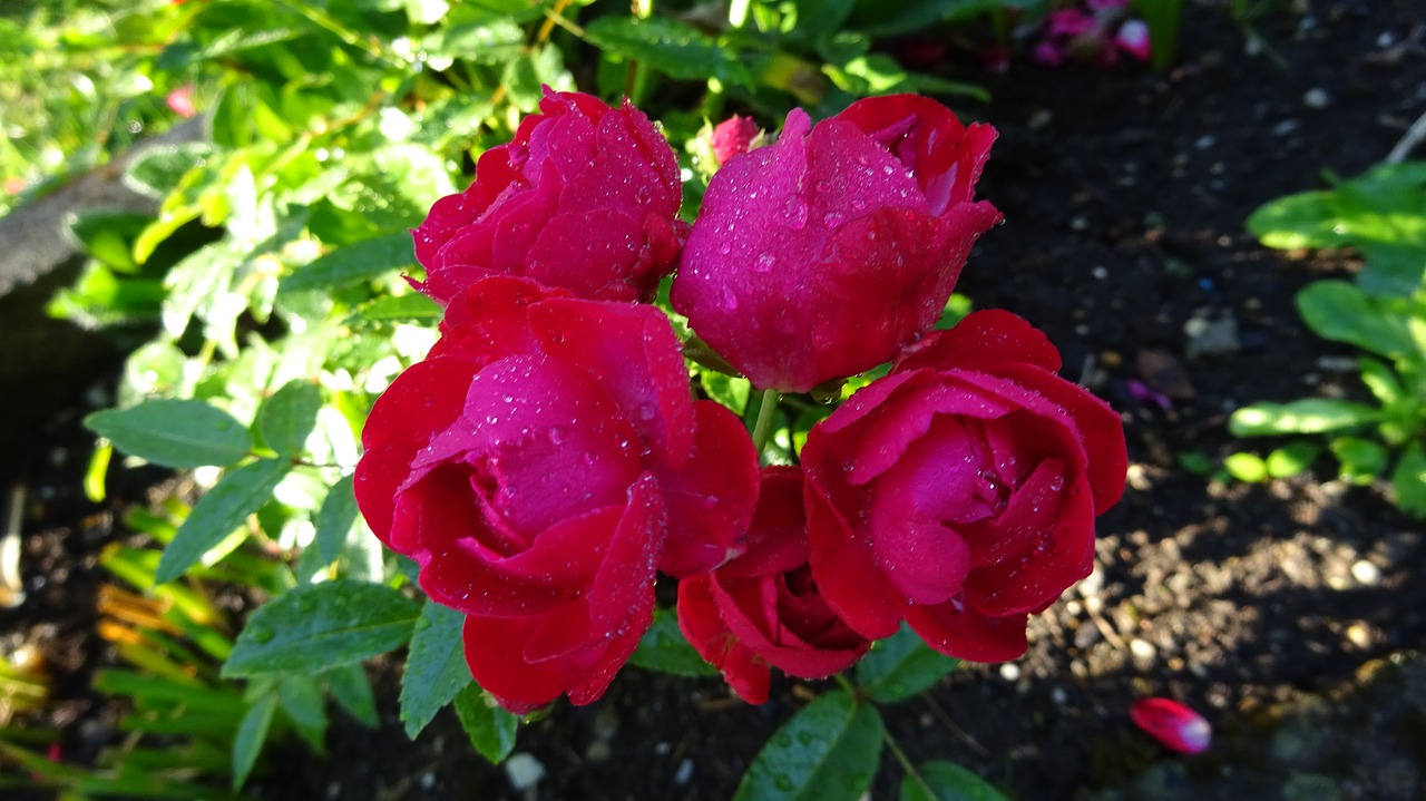 red roses rose red free photo