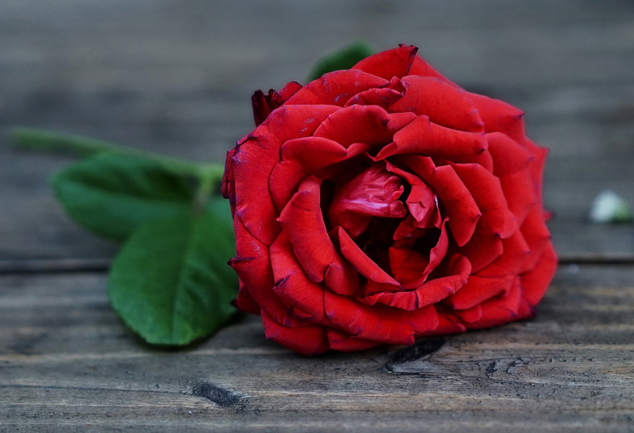 red roses flower love free photo
