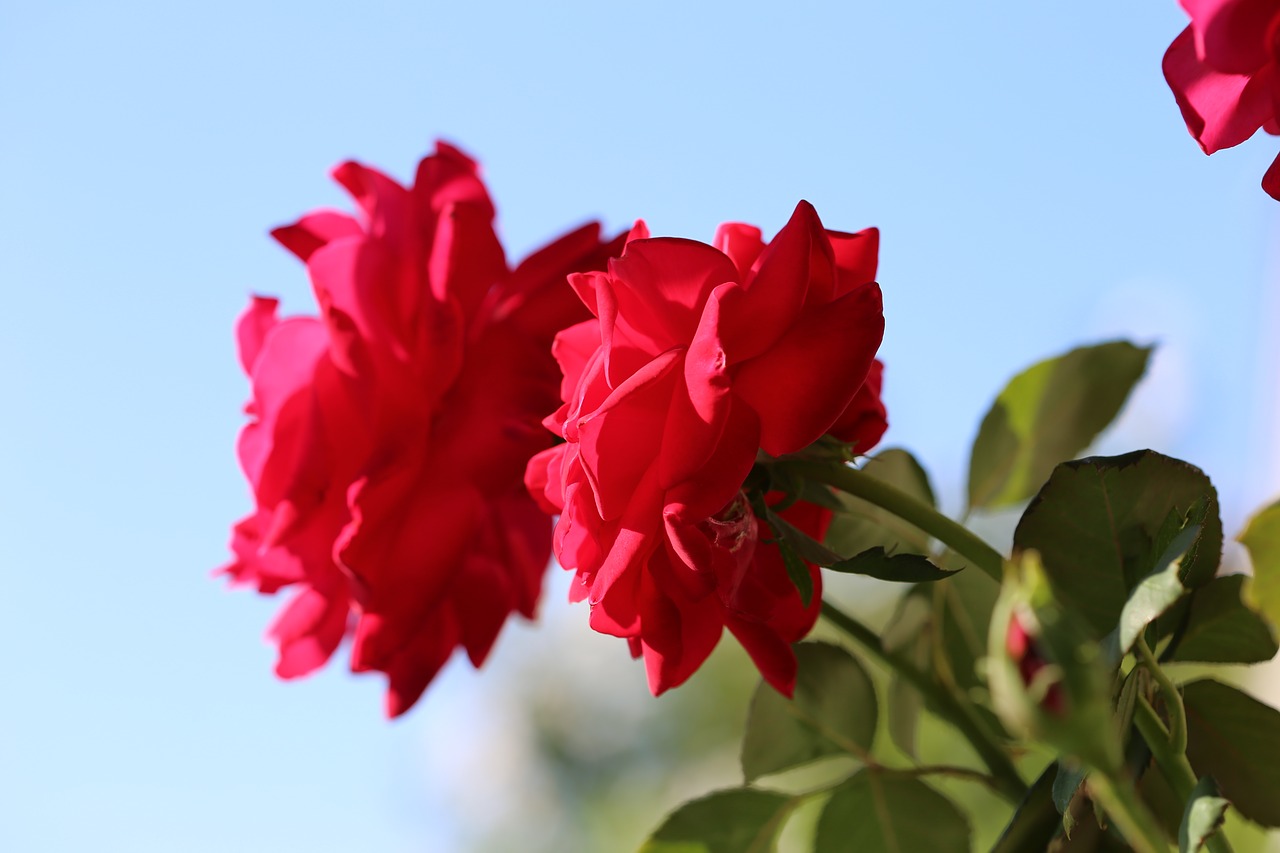 red roses sky blue free photo