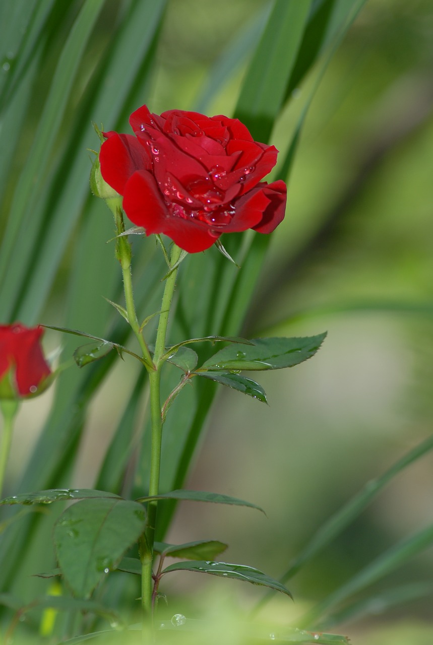 red roses wild flowers free photo