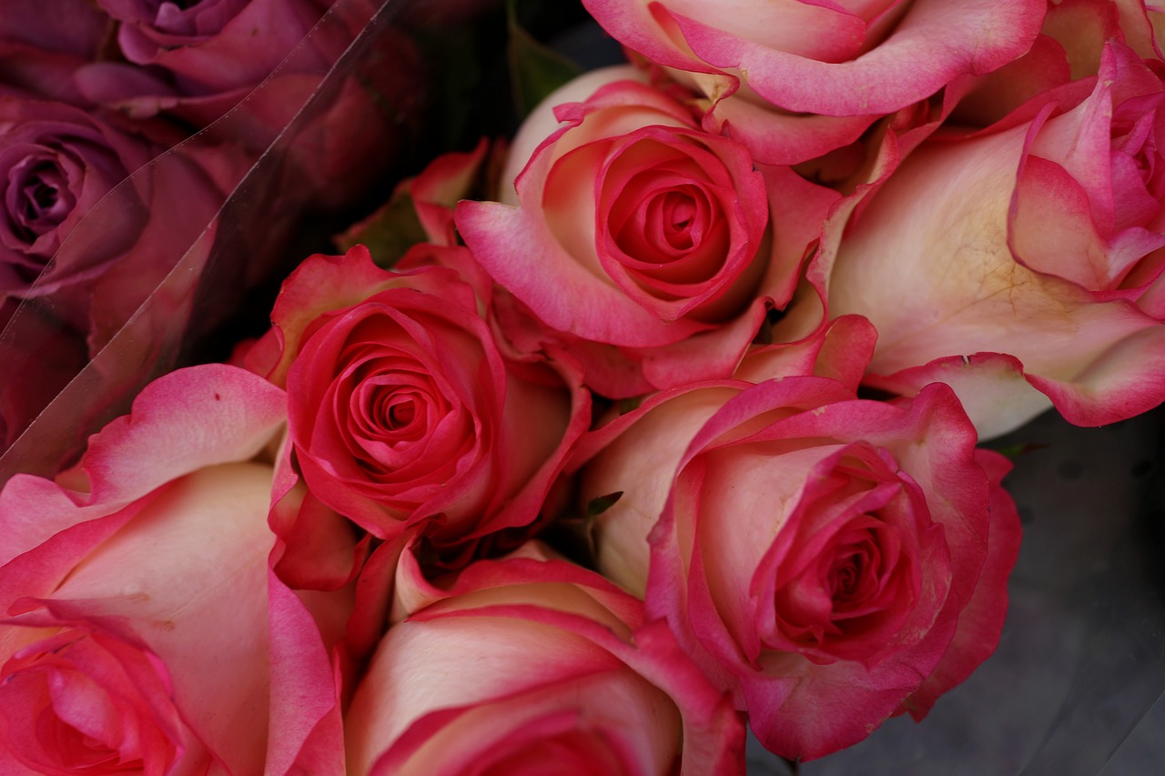 red roses florist gifts free photo