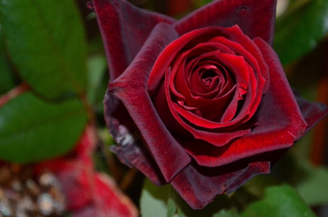 red roses red christmas free photo