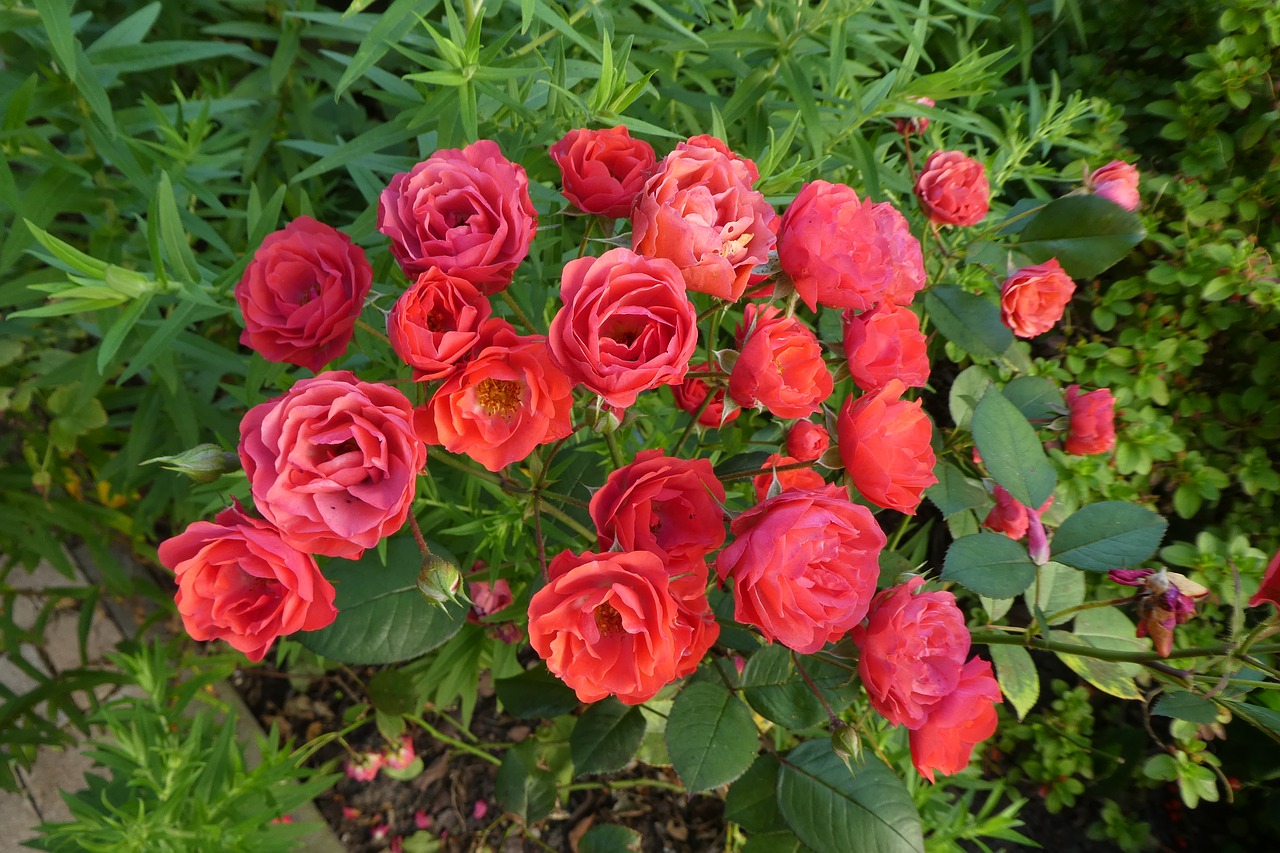 red roses bush roses flowers free photo
